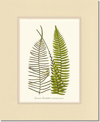 Lomaria punctulata Botanical Wall Art Print-Charting Nature