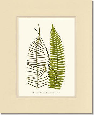 Lomaria punctulata Botanical Wall Art Print-Charting Nature