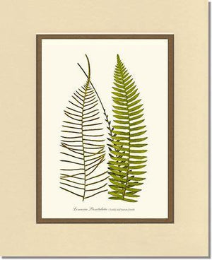 Lomaria punctulata Botanical Wall Art Print-Charting Nature