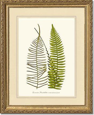 Lomaria punctulata Botanical Wall Art Print-Charting Nature