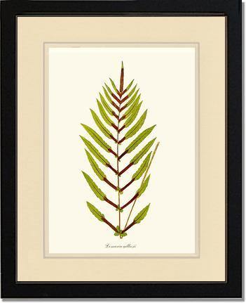 Lomaria gilliesii Botanical Wall Art Print-Charting Nature