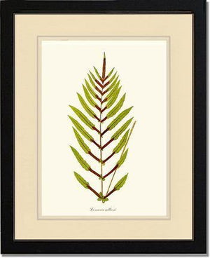 Lomaria gilliesii Botanical Wall Art Print-Charting Nature