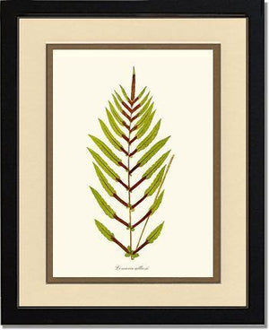 Lomaria gilliesii Botanical Wall Art Print-Charting Nature