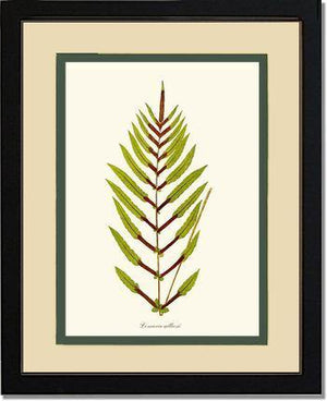 Lomaria gilliesii Botanical Wall Art Print-Charting Nature