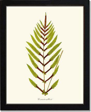 Lomaria gilliesii Botanical Wall Art Print-Charting Nature