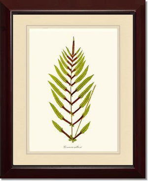 Lomaria gilliesii Botanical Wall Art Print-Charting Nature