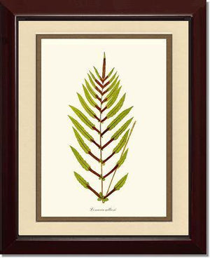 Lomaria gilliesii Botanical Wall Art Print-Charting Nature