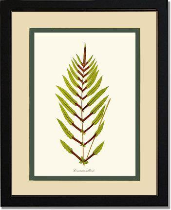 Lomaria gilliesii Botanical Wall Art Print-Charting Nature