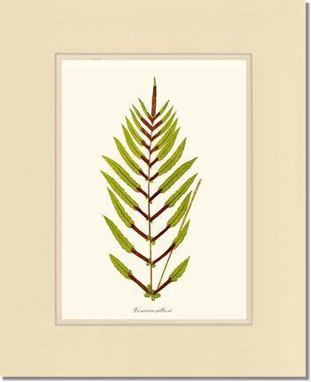 Lomaria gilliesii Botanical Wall Art Print-Charting Nature
