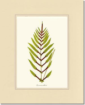 Lomaria gilliesii Botanical Wall Art Print-Charting Nature