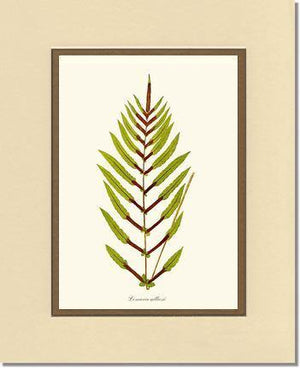 Lomaria gilliesii Botanical Wall Art Print-Charting Nature