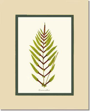 Lomaria gilliesii Botanical Wall Art Print-Charting Nature