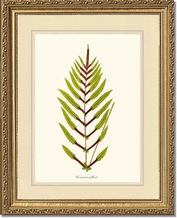 Lomaria gilliesii Botanical Wall Art Print-Charting Nature