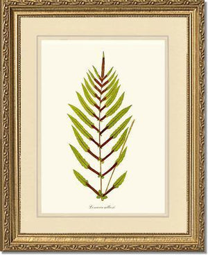 Lomaria gilliesii Botanical Wall Art Print-Charting Nature