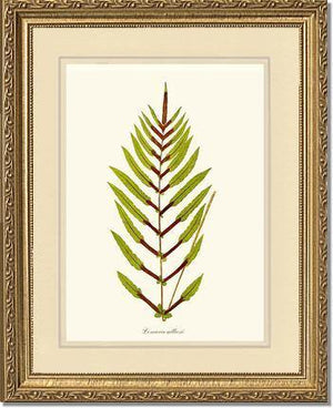 Lomaria gilliesii Botanical Wall Art Print-Charting Nature