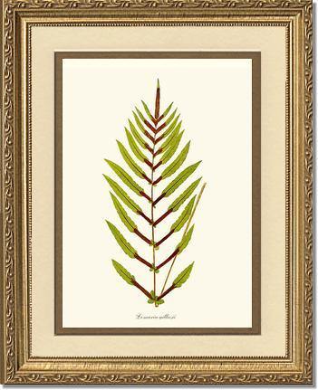 Lomaria gilliesii Botanical Wall Art Print-Charting Nature