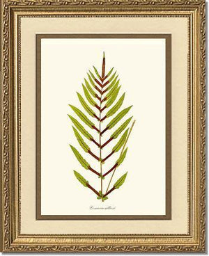 Lomaria gilliesii Botanical Wall Art Print-Charting Nature