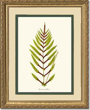 Lomaria gilliesii Botanical Wall Art Print-Charting Nature