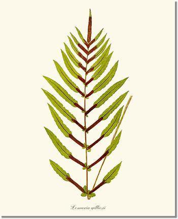 Lomaria gilliesii Botanical Wall Art Print-Charting Nature