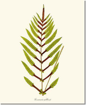 Lomaria gilliesii Botanical Wall Art Print-Charting Nature