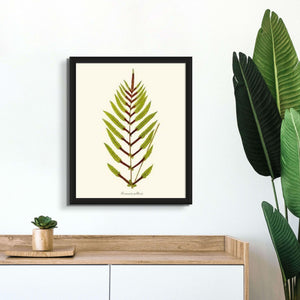 Lomaria gilliesii Botanical Wall Art Print-Charting Nature