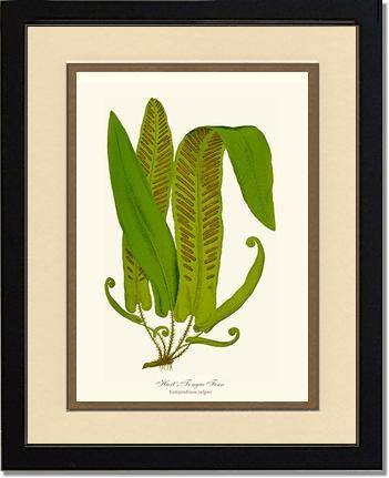 Hartstongue Fern Botanical Wall Art Print-Charting Nature