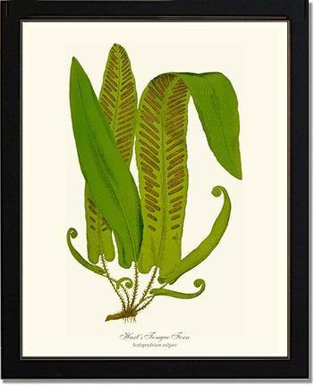 Hartstongue Fern Botanical Wall Art Print-Charting Nature