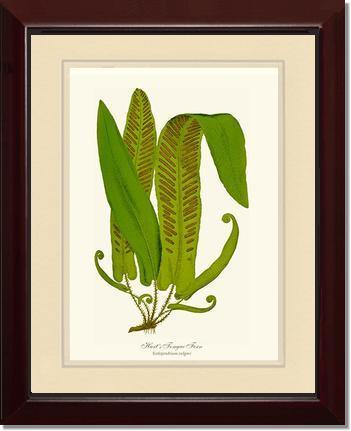Hartstongue Fern Botanical Wall Art Print-Charting Nature