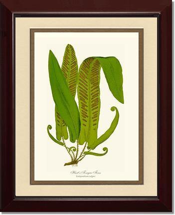 Hartstongue Fern Botanical Wall Art Print-Charting Nature