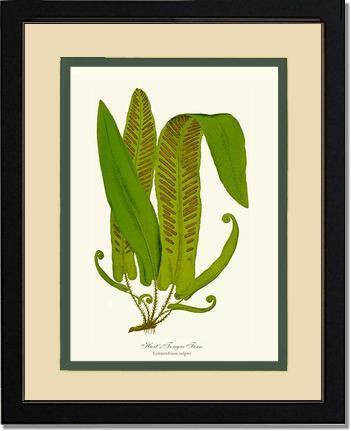 Hartstongue Fern Botanical Wall Art Print-Charting Nature