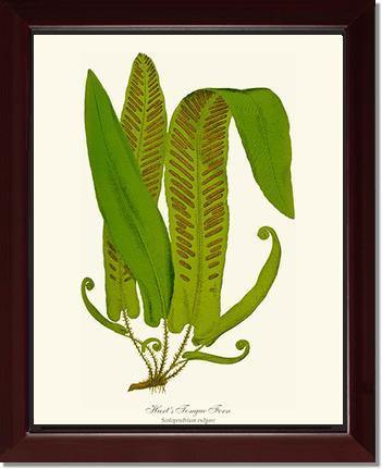 Hartstongue Fern Botanical Wall Art Print-Charting Nature