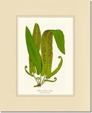 Hartstongue Fern Botanical Wall Art Print-Charting Nature