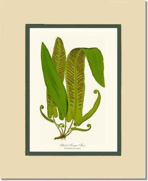 Hartstongue Fern Botanical Wall Art Print-Charting Nature