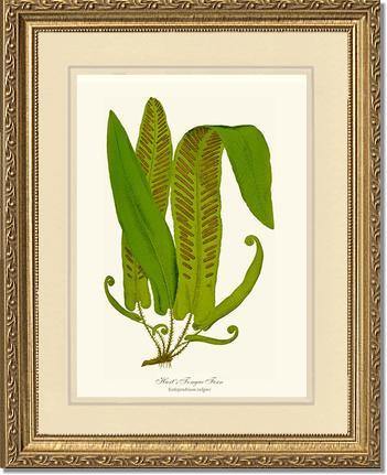 Hartstongue Fern Botanical Wall Art Print-Charting Nature