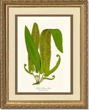 Hartstongue Fern Botanical Wall Art Print-Charting Nature