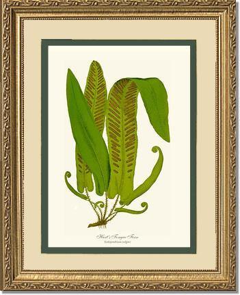 Hartstongue Fern Botanical Wall Art Print-Charting Nature