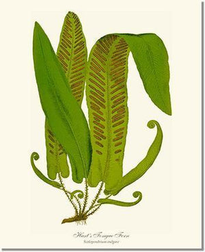 Hartstongue Fern Botanical Wall Art Print-Charting Nature