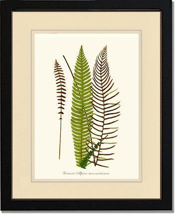 Lomaria spicant Botanical Wall Art Print-Charting Nature