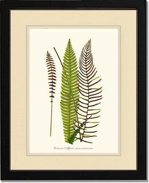 Lomaria spicant Botanical Wall Art Print-Charting Nature