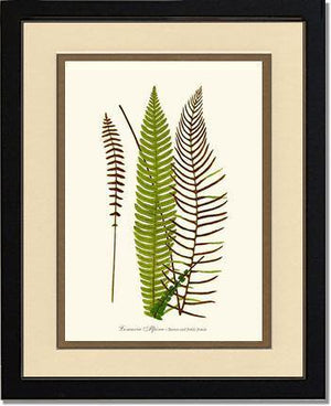 Lomaria spicant Botanical Wall Art Print-Charting Nature