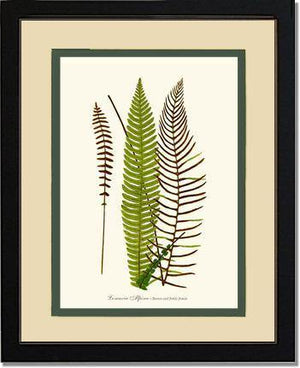 Lomaria spicant Botanical Wall Art Print-Charting Nature