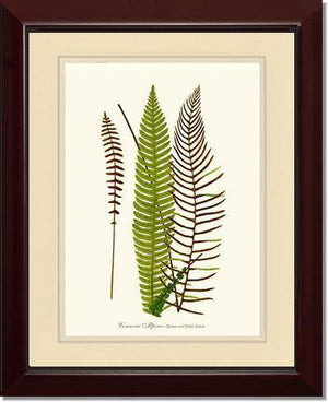 Lomaria spicant Botanical Wall Art Print-Charting Nature