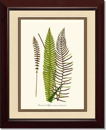 Lomaria spicant Botanical Wall Art Print-Charting Nature