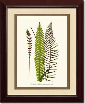 Lomaria spicant Botanical Wall Art Print-Charting Nature