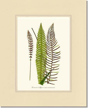 Lomaria spicant Botanical Wall Art Print-Charting Nature