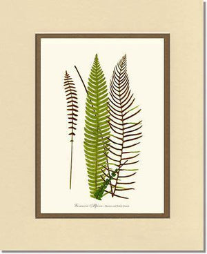 Lomaria spicant Botanical Wall Art Print-Charting Nature