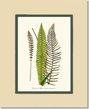 Lomaria spicant Botanical Wall Art Print-Charting Nature