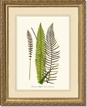 Lomaria spicant Botanical Wall Art Print-Charting Nature