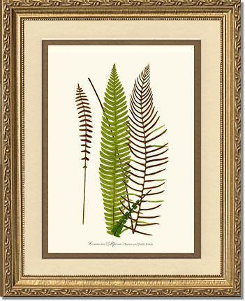 Lomaria spicant Botanical Wall Art Print-Charting Nature