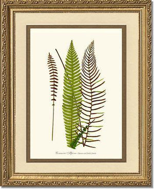 Lomaria spicant Botanical Wall Art Print-Charting Nature